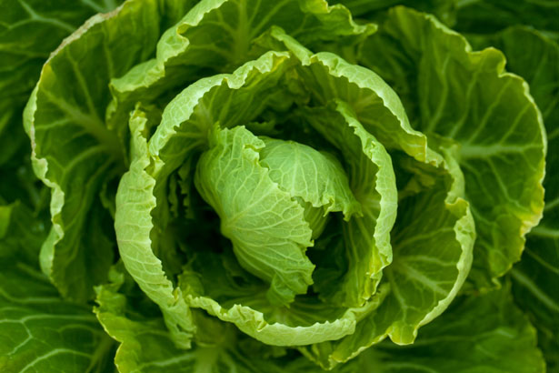 growing-cabbage-kopusto-lapai