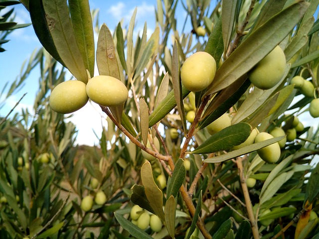 olive-trees-alyvuoges